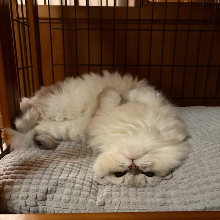 374ba90a 2603 4d8e 9f70 935692a18faa 1761132356728