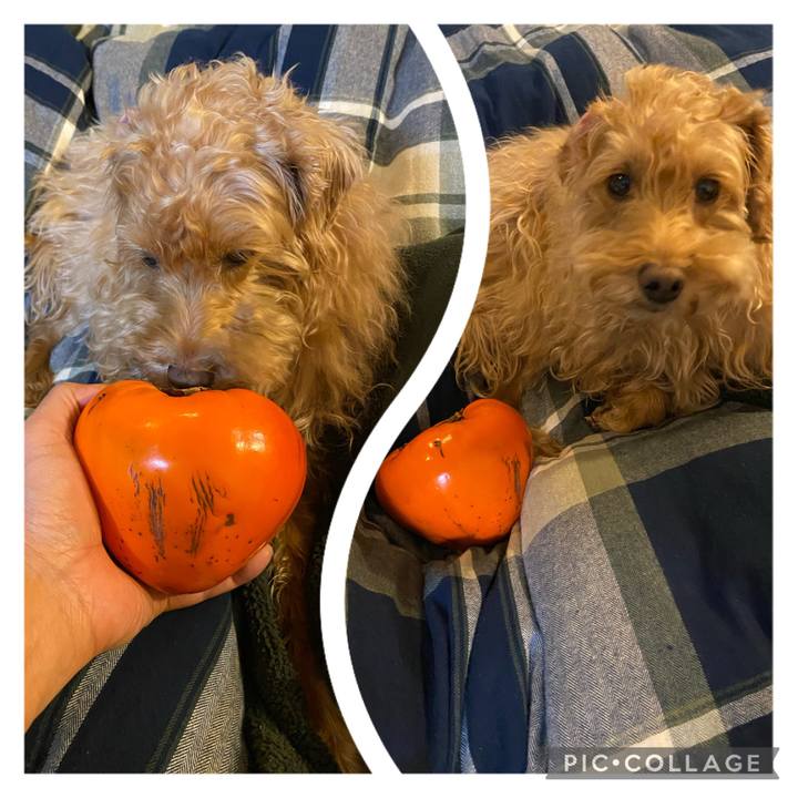 374e2f48 2b70 403a b428 cb69960ebf73 1670326836823