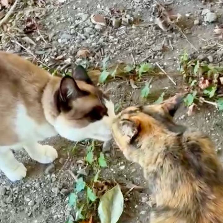 374ed13d 3d72 4569 a293 e7e73f830eca 1753516715145