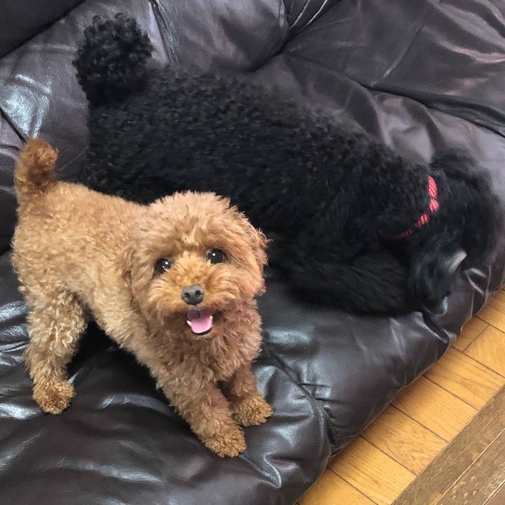 374f3063 cd64 4891 bc75 cf521911faee 1566166273866