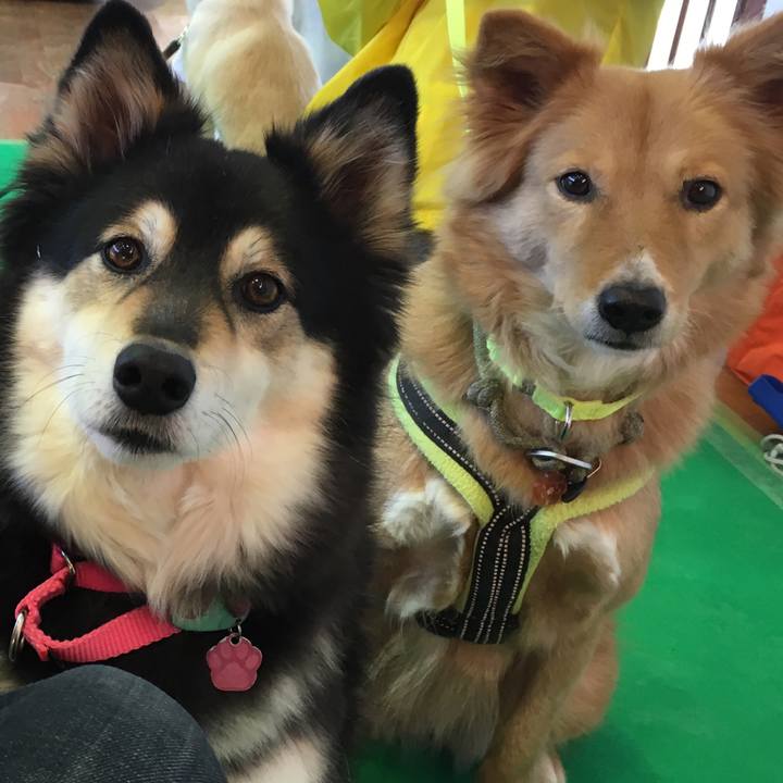 375111f4 98fb 41c1 a379 476897de6162 1517133273348