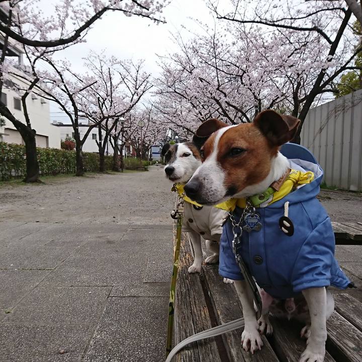 37511ca5 e3af 4406 8e27 f082f0ffa787 1553811597306