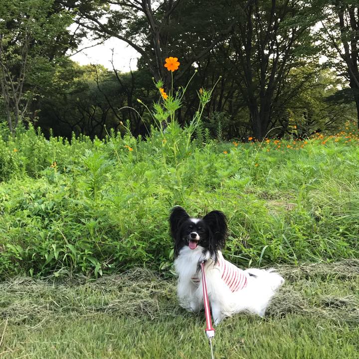 37566a0e 6e5a 4a8e 9127 78e926359be8 1533249131689