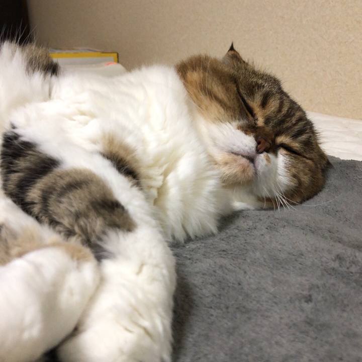 3758ea9c c61f 4420 822e 020fa2f0d7c5 1543913821324