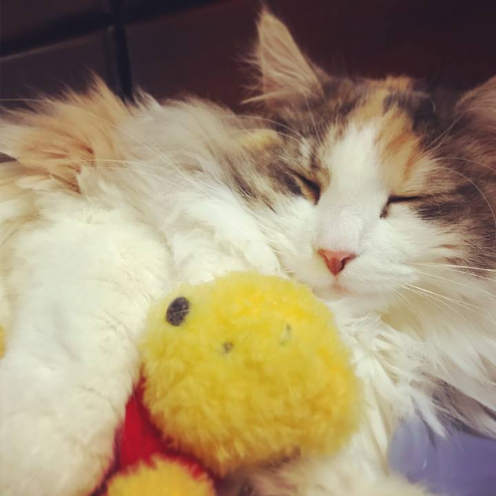 375a3429 b5ca 441f b985 28113f7bae74 1518965284306