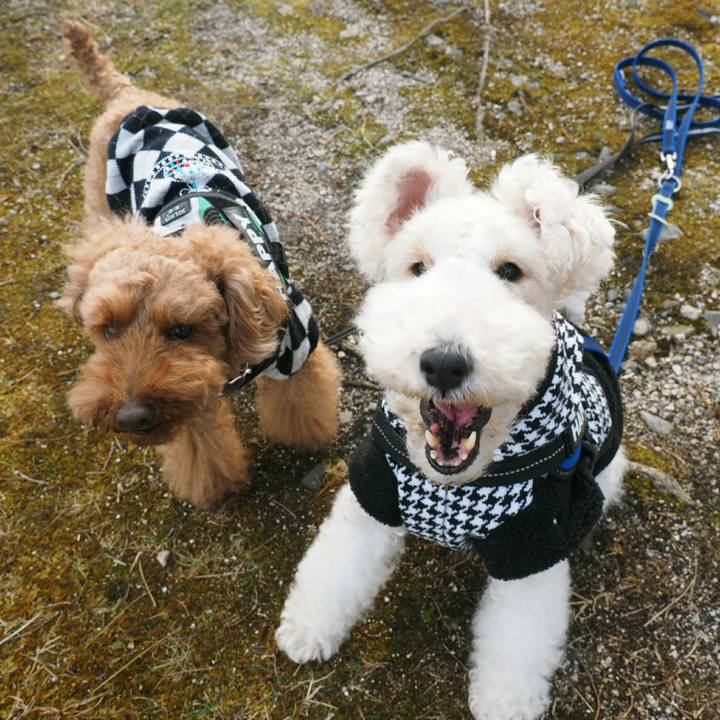 375db8b4 54fd 4889 b573 86ac84c07891 1516415578175