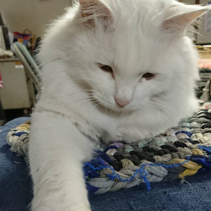 375e0a25 a646 4c2b 8471 0081516313c0 1542061487801