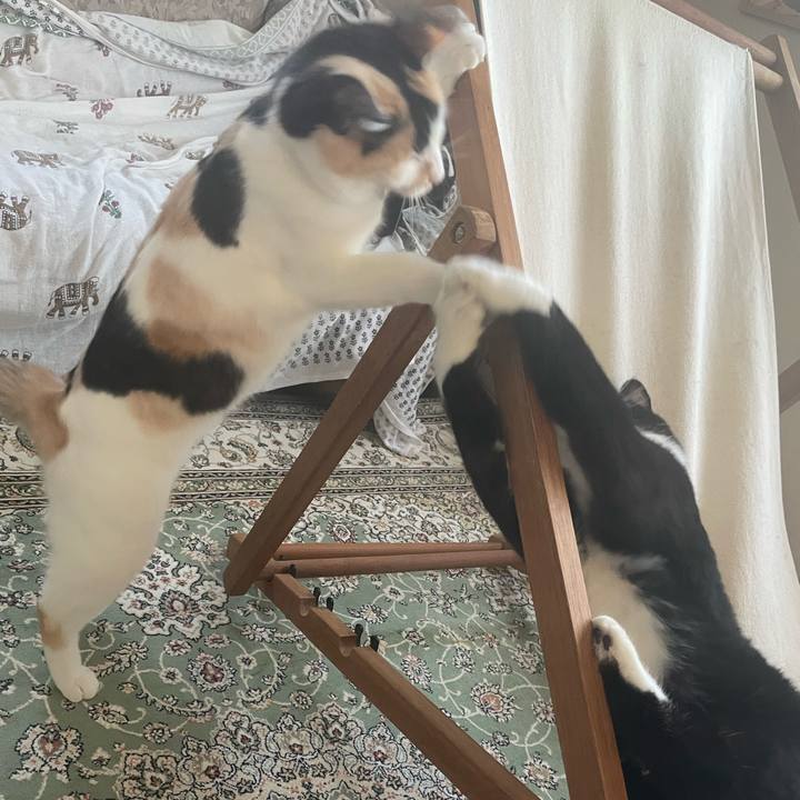 375ecd1d 79cc 485c b249 62a37f7b28bc 1691035195418