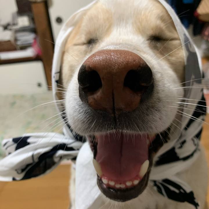 3760c279 4412 485e aaea e8c2799c92da 1591869747846