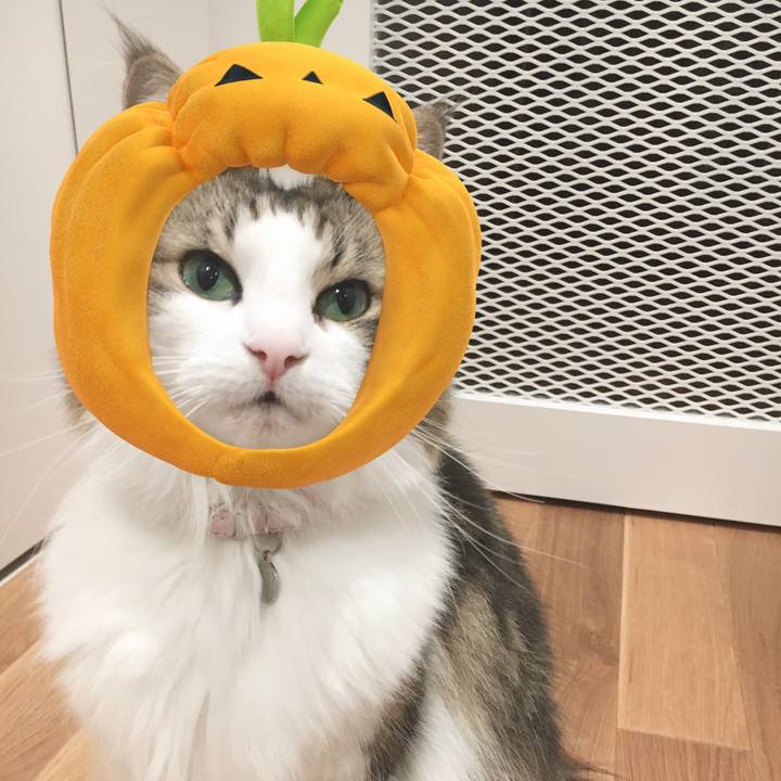 37664c6a 80e1 4601 89a8 97f8645676cc 1572528997023