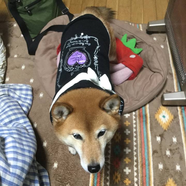 3766834e cd24 4375 804c b26cfc69a4e2 1549432062961