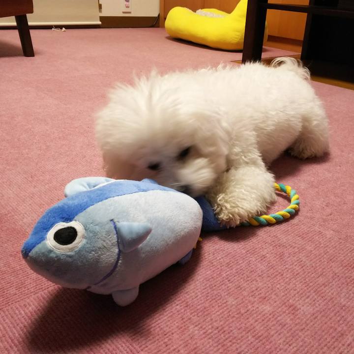 376863c6 111b 4761 803e 3015f8ef0e0d 1512384460059