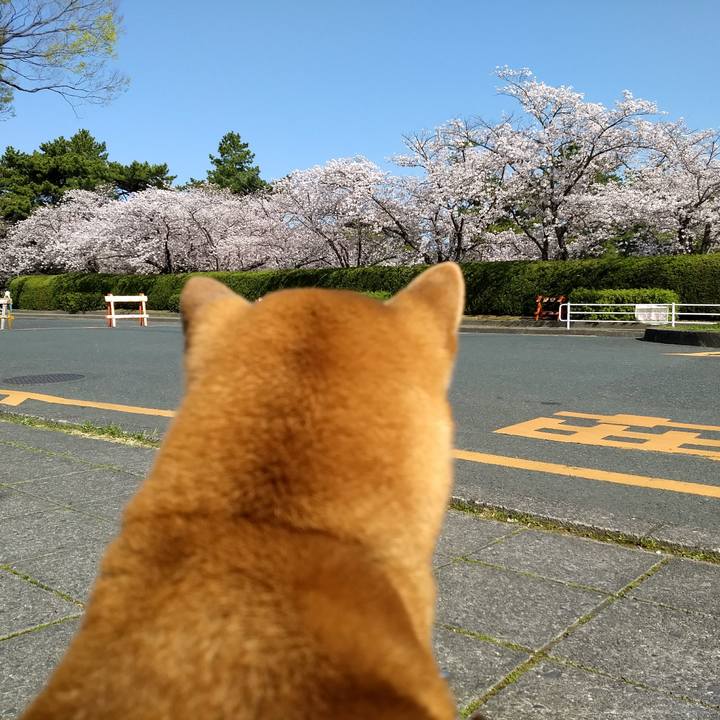 376a0efa 47f6 481d b513 f00f75be8b7e 1522487576605