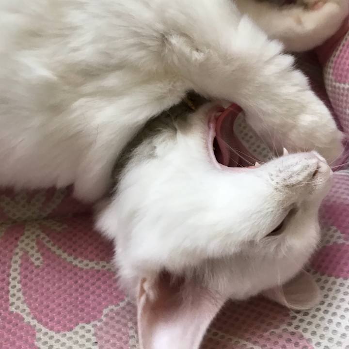 376c7ecd 2e6f 4ee1 8e39 29911de35765 1510010451366