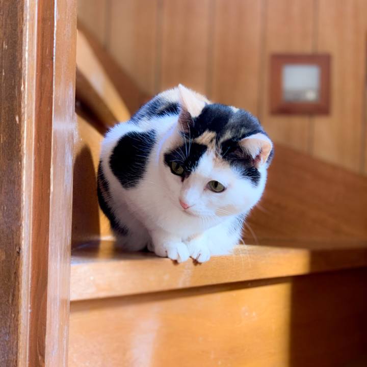 377332f4 b989 44fe a593 6e2cd17cd36f 1590628278759