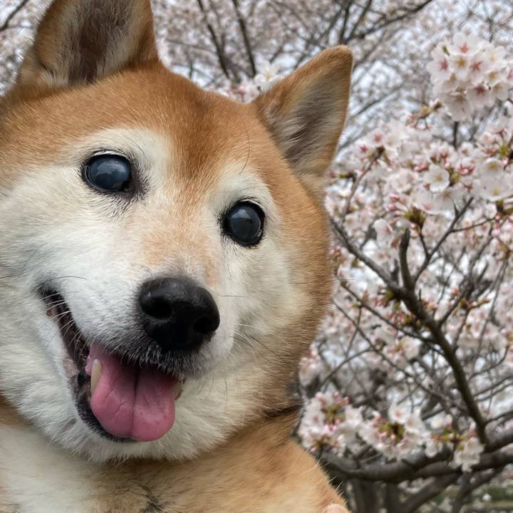 37739214 13a5 4116 927b 548515d105a2 1712550524555