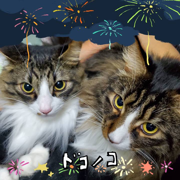 3774e401 df53 44a7 820a 53a7bfdec8c5 1723257599357