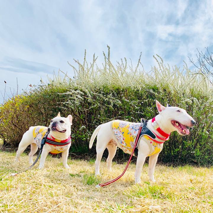 377605f9 3f3f 463e 95ed bc1de319e9b0 1553342508890