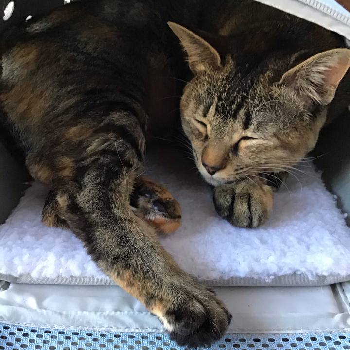 377a3318 daae 4ec4 bd18 dfdf9aab234e 1584687761802