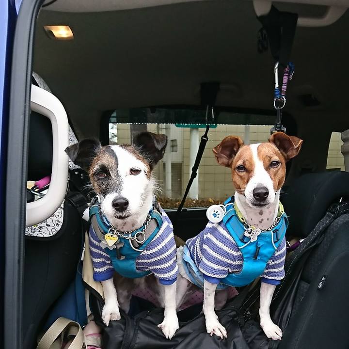 377afa35 647d 4fd7 8b5b fca170a46856 1573433190142