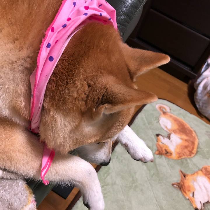 377c4ddb 254a 42cc 9a2d 812e4ffbc1f2 1604555948207