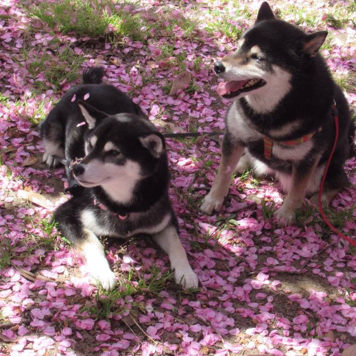 377d6db0 c885 4d69 8387 ec046b21a56b 1555989050898