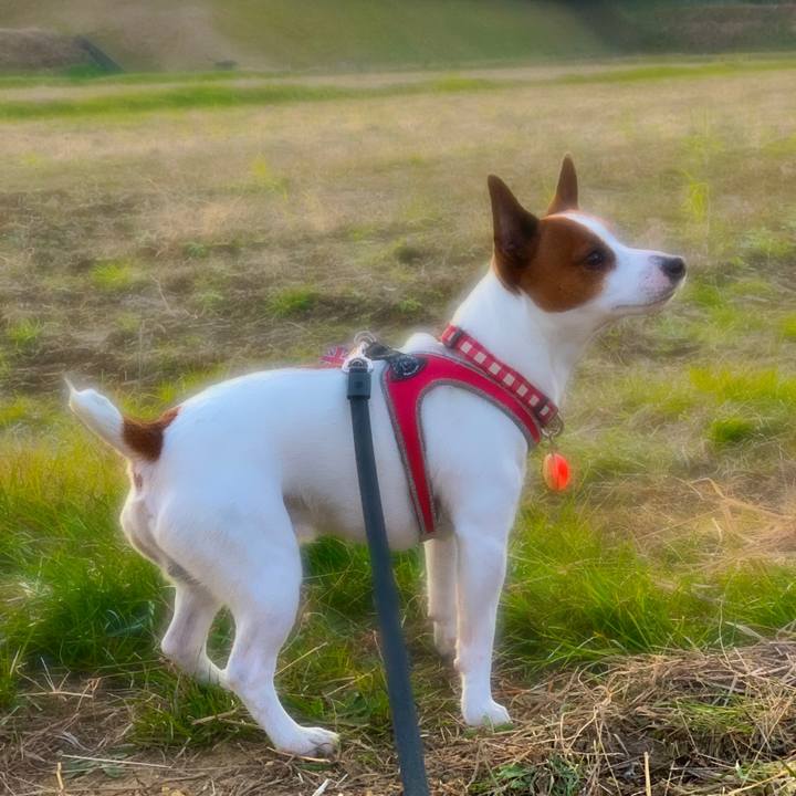 37815dea 2664 4768 89ac 1e8a64da4dbd 1544869880875