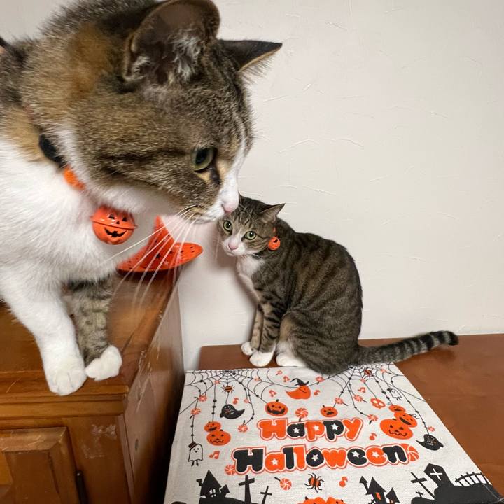 37830ddc 6d43 4dda 9d19 e75bab66d3e8 1761822050023