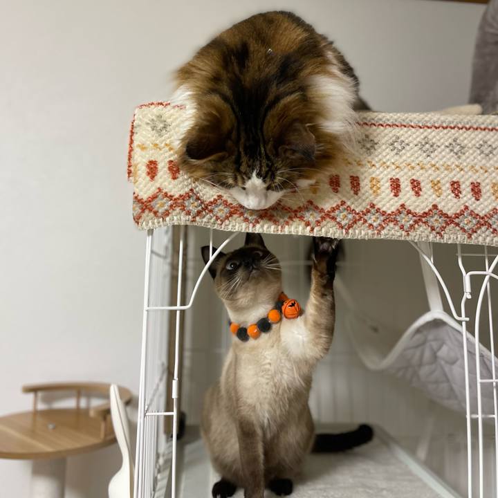 3788eda4 89e9 471f af40 acd84b51375a 1727726549297