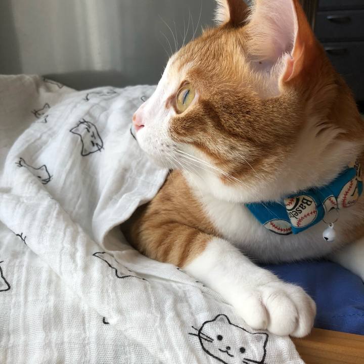 378be9d5 a510 4cc9 9015 f765adb4142c 1532222283114