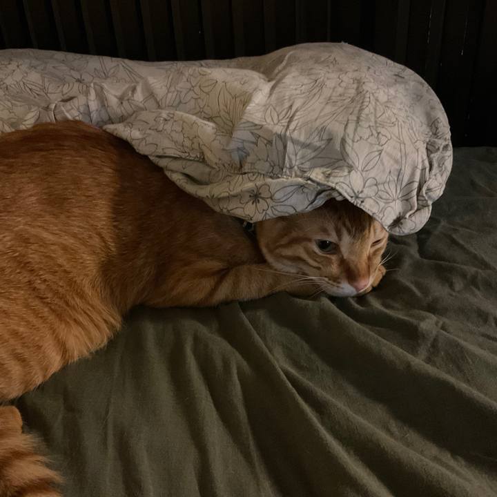 378c703b 3f55 43fc 97f8 9649b205a81c 1628622404198