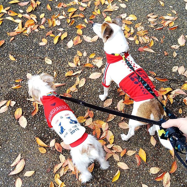 378db7f8 c1d9 4ff0 9d45 1f1bd07bdd3a 1541835640877