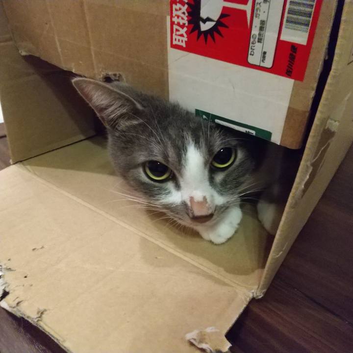 3790cda3 24cf 4f4f aede a564c634d694 1601816624009