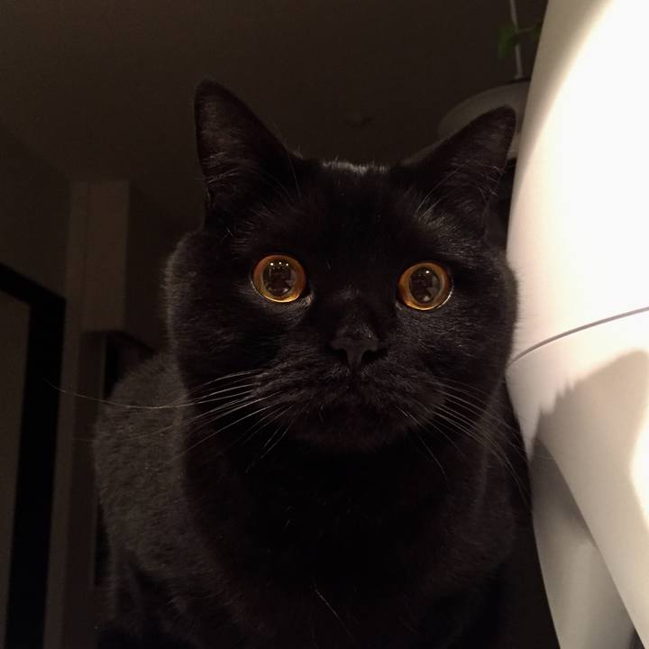 37916502 0220 4986 acdd 50251b3d02e0 1553778114844