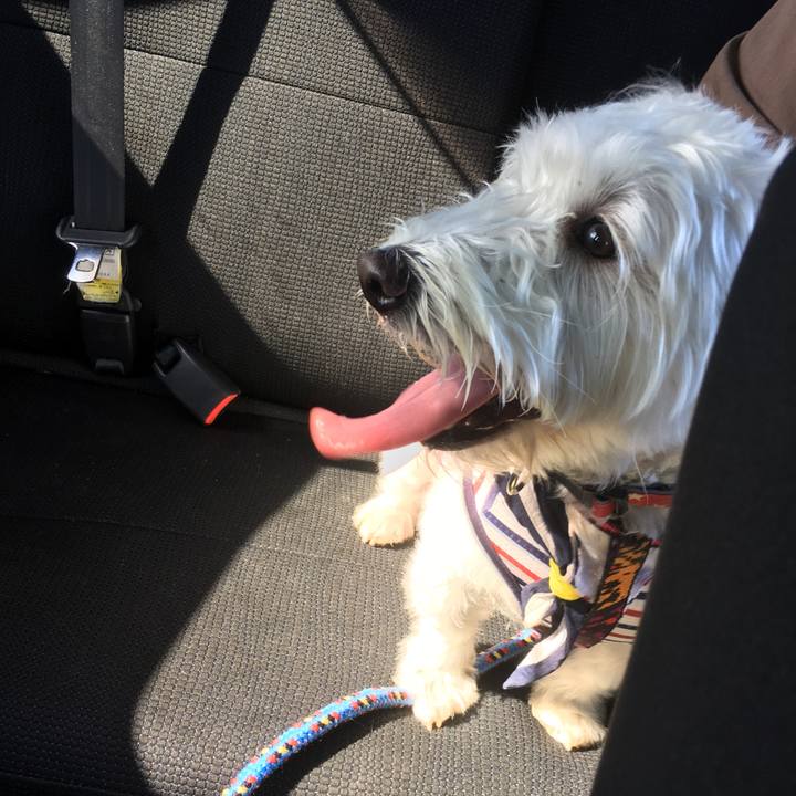 37923b6a 43c5 4e10 83e0 58b2ea8eb089 1529439738802