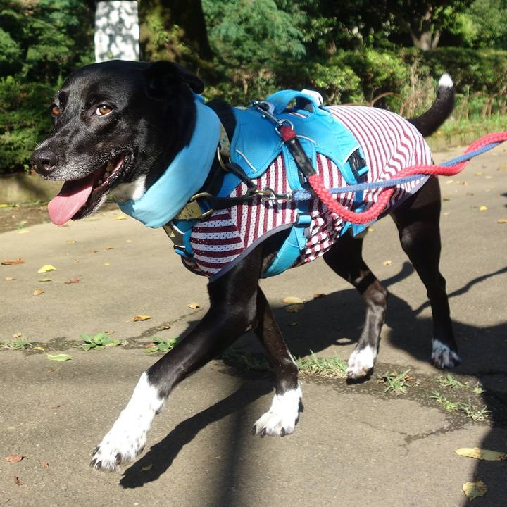 379875f7 07af 4298 906b a9f65100de1e 1627775285898