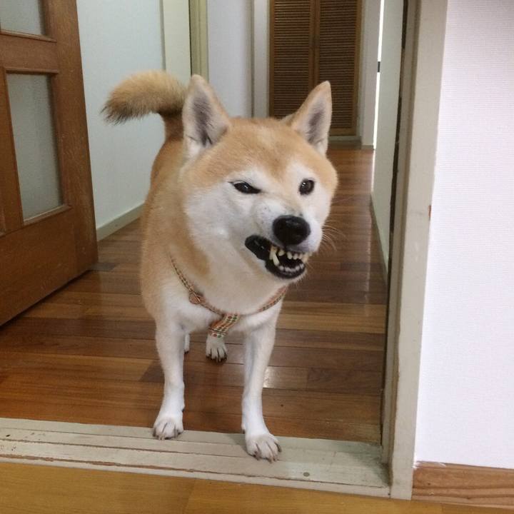 379a2cf8 5efa 437b 9fe4 357583fe9807 1512875146173