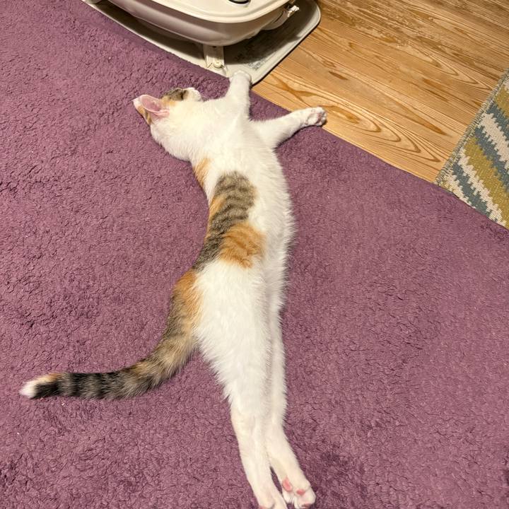 379a6fca 2d6a 431f 92e3 30e56b1385e6 1769253160252