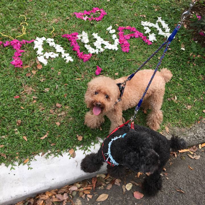 379b29ed d338 4fc1 a684 936420b477e7 1553847784931