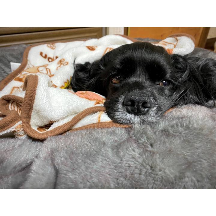 379c37db c05b 4a5a 82f6 0291a26b4030 1583336281233