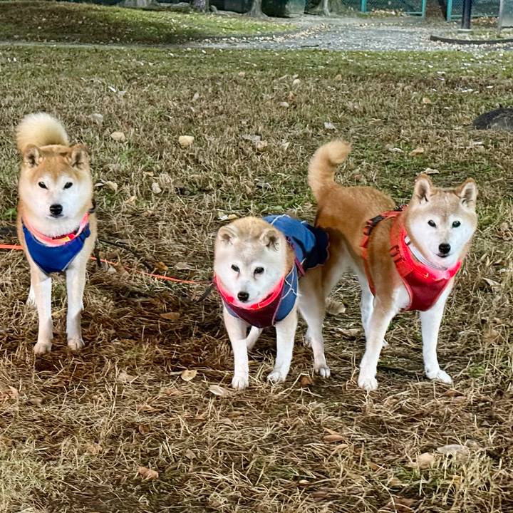 37a04e42 3748 421e a237 8562b28332bc 1763047080951