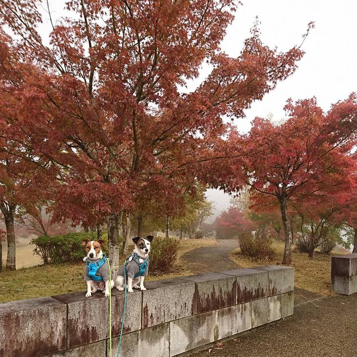 37a0f723 fe94 4ffb a1f9 e239e0ac317d 1573427030197