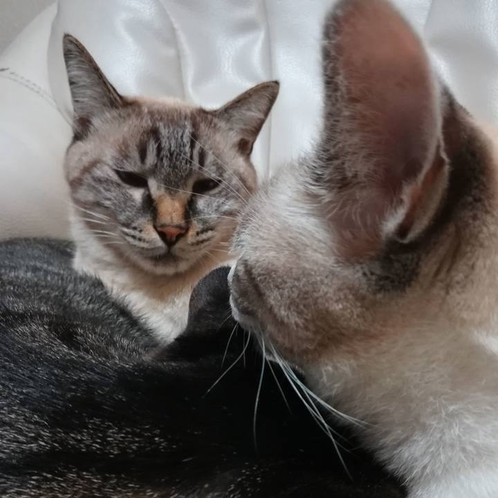 37a2227a 7280 450a be2f f52f74613c44 1570881245860