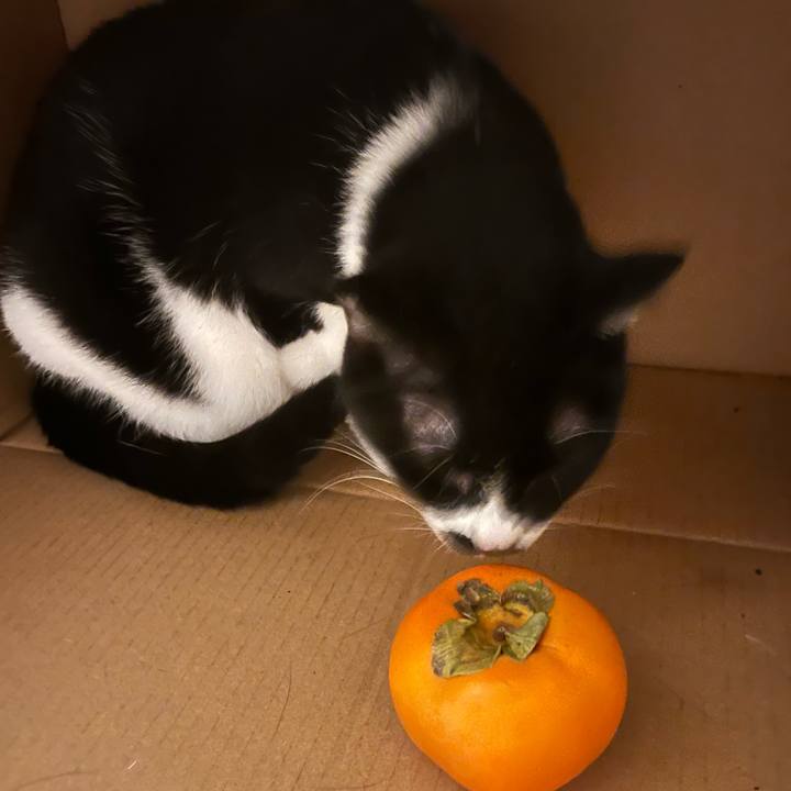 37a2ca50 7ab4 4ded a67e d5763b8a3789 1700740477233