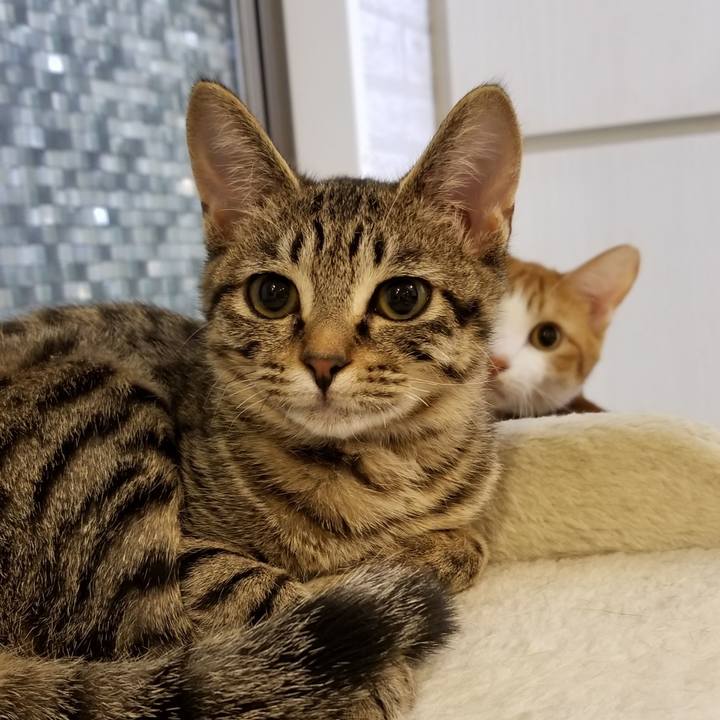 37a4e8d2 5d66 4b77 b8af 51ff940aa4cf 1540819257454