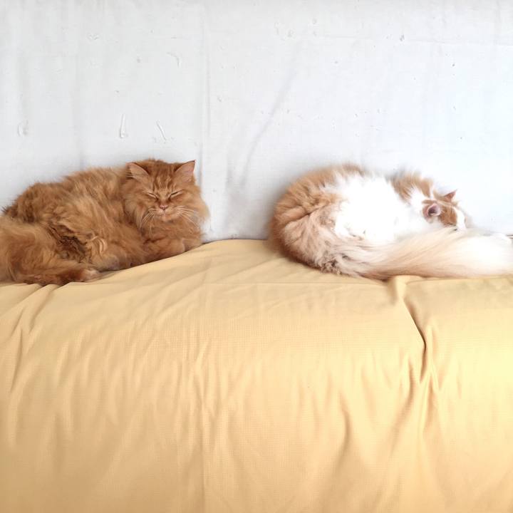 37a5da3d 6849 487b 9dcd 23d87ca2923b 1543704356810