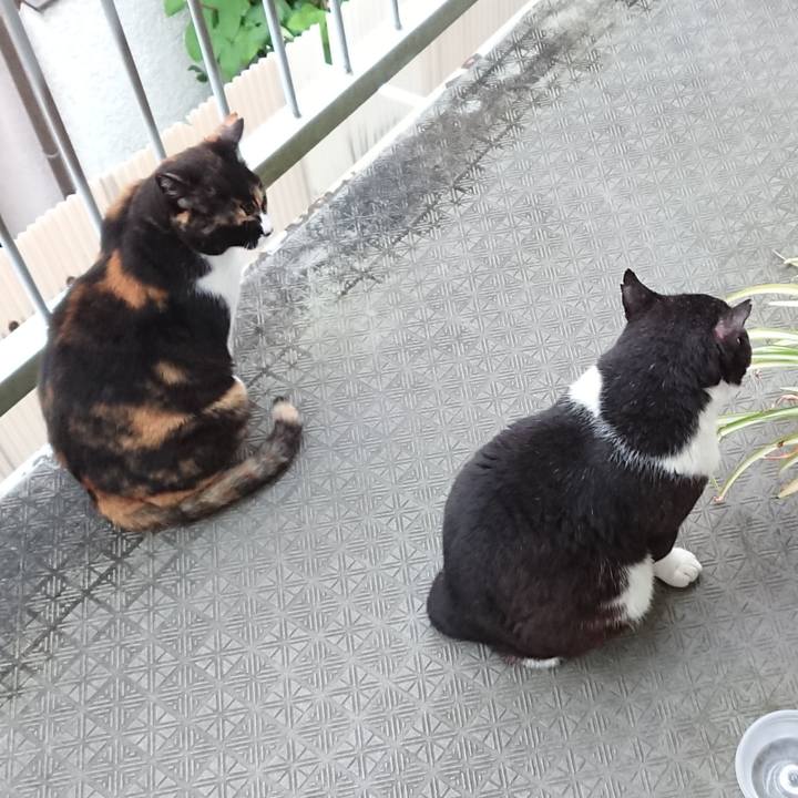 37a605c8 ce83 4ead adce 242f65d609f5 1590998260543