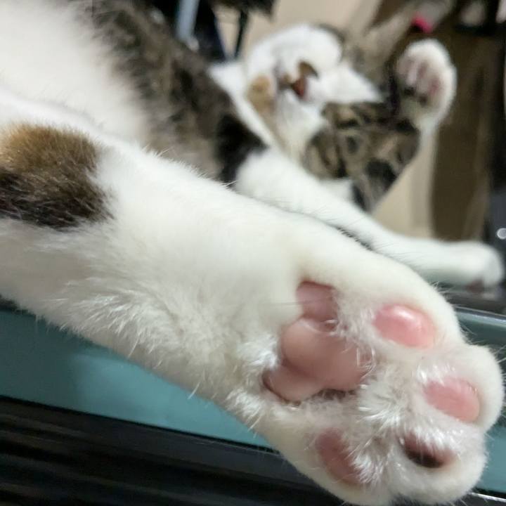 37a6fccf fee9 4987 8a91 4047795ae700 1723031665699