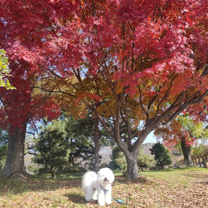 37a98a4e cc64 4e3f a0bf 52723eff6af6 1764473458857