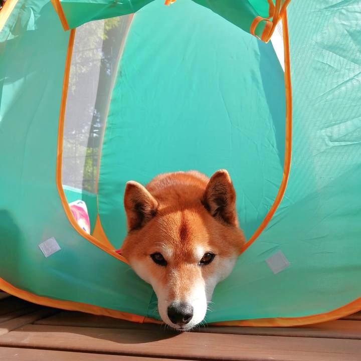 37aa25b2 d31a 4be3 8426 9210b5eea0a7 1649836142312